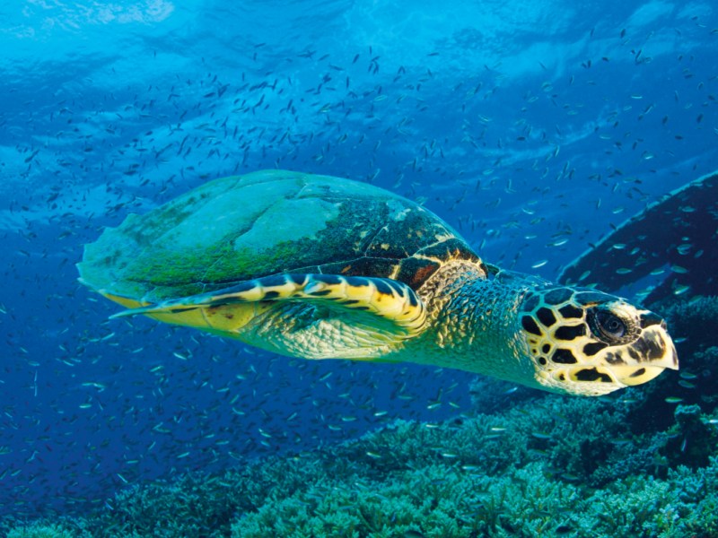 All For The Oceans, Oceans For All 