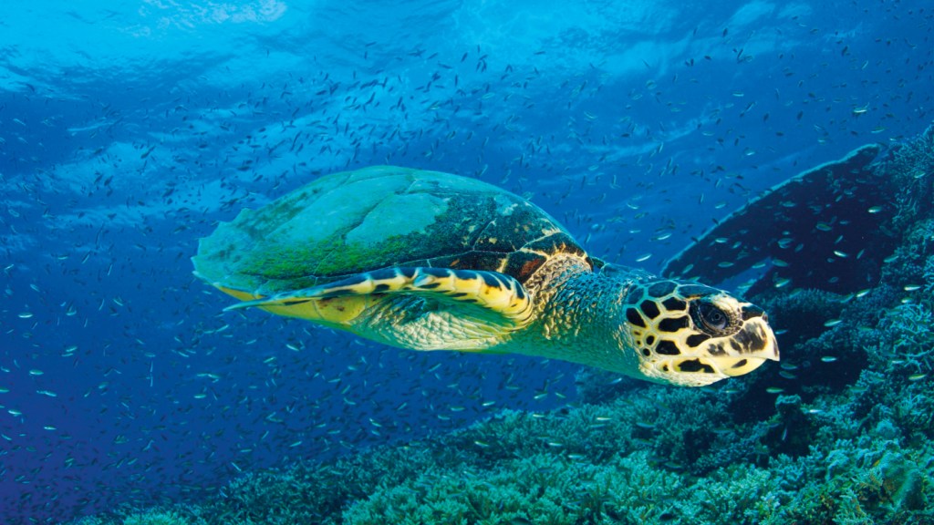 All For The Oceans, Oceans For All 