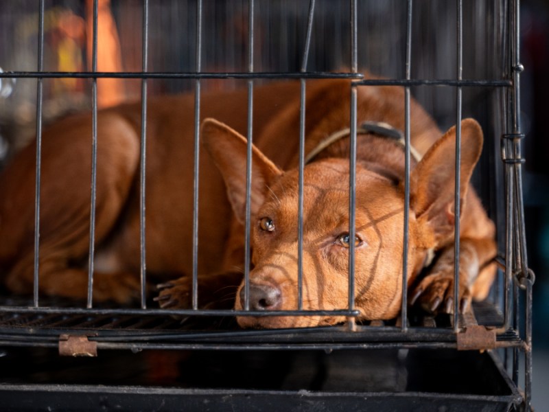 Two islands, one&nbsp;effort