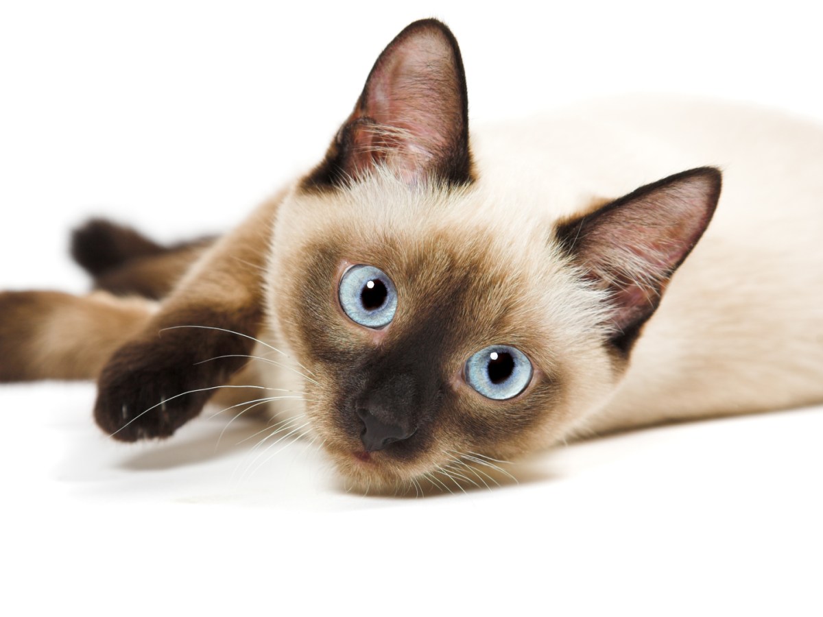 The Black, the White and the&nbsp;Siamese